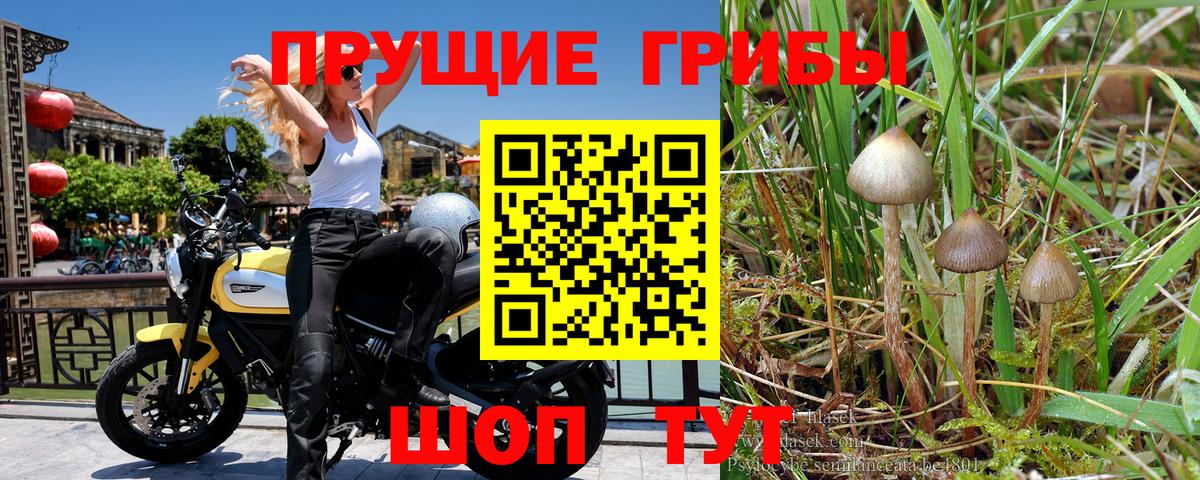 Галлюциногенные грибы GOLDEN TEACHER Саров